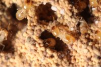 1台灣土白蟻的菌圃，中間為台灣土白蟻的工蟻，白色球狀物為雞肉絲菇的孢子球