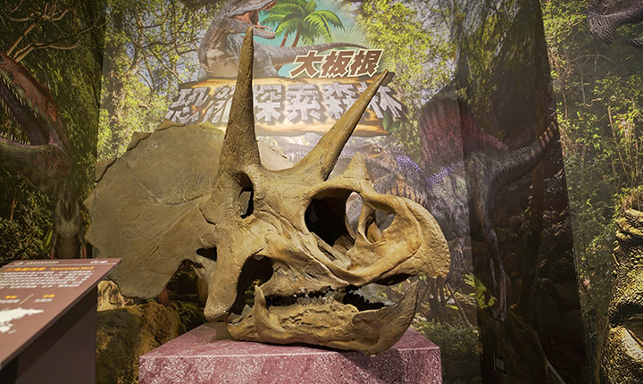 除了大型恐龍，展區內也會展示不同的擬真骨骼化石，讓參展民可更了解恐龍的演化歷史。
