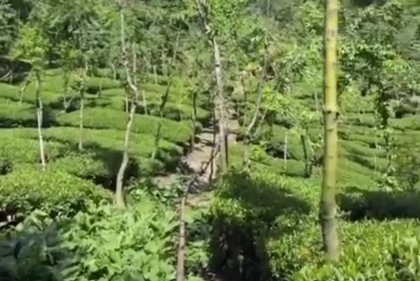 茶葉批發,台灣茶批發,烏龍茶批發,高山茶,巡視茶園,台灣高山茶園,茶葉栽種,合歡山茶,大禹嶺,樂菁茶廠,陳俊界,100k,大禹嶺100k